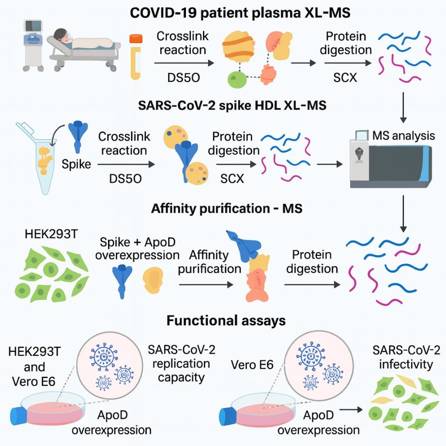 แมสสเปกโตรเมตรีการเชื่อมโยงข้าม