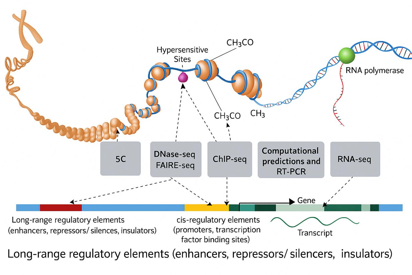 Sonicator สําหรับห้องปฏิบัติการชีววิทยาโมเลกุล