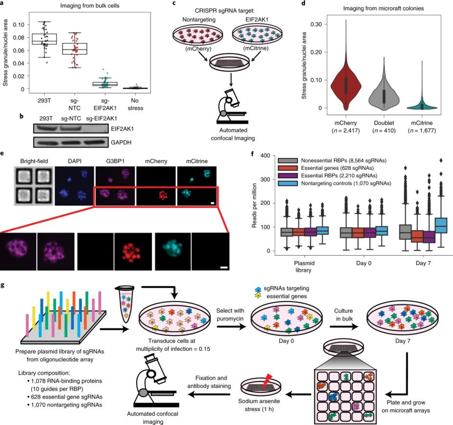 เครื่องสร้างภาพเจลในห้องปฏิบัติการเภสัชกรรม