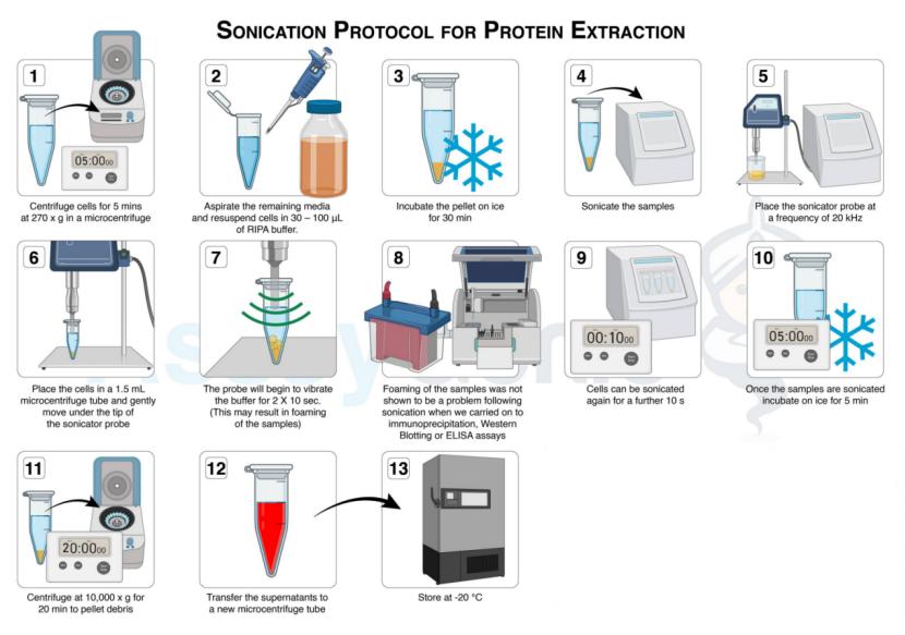 Sonicator ความสามารถในการทําซ้ําสูง