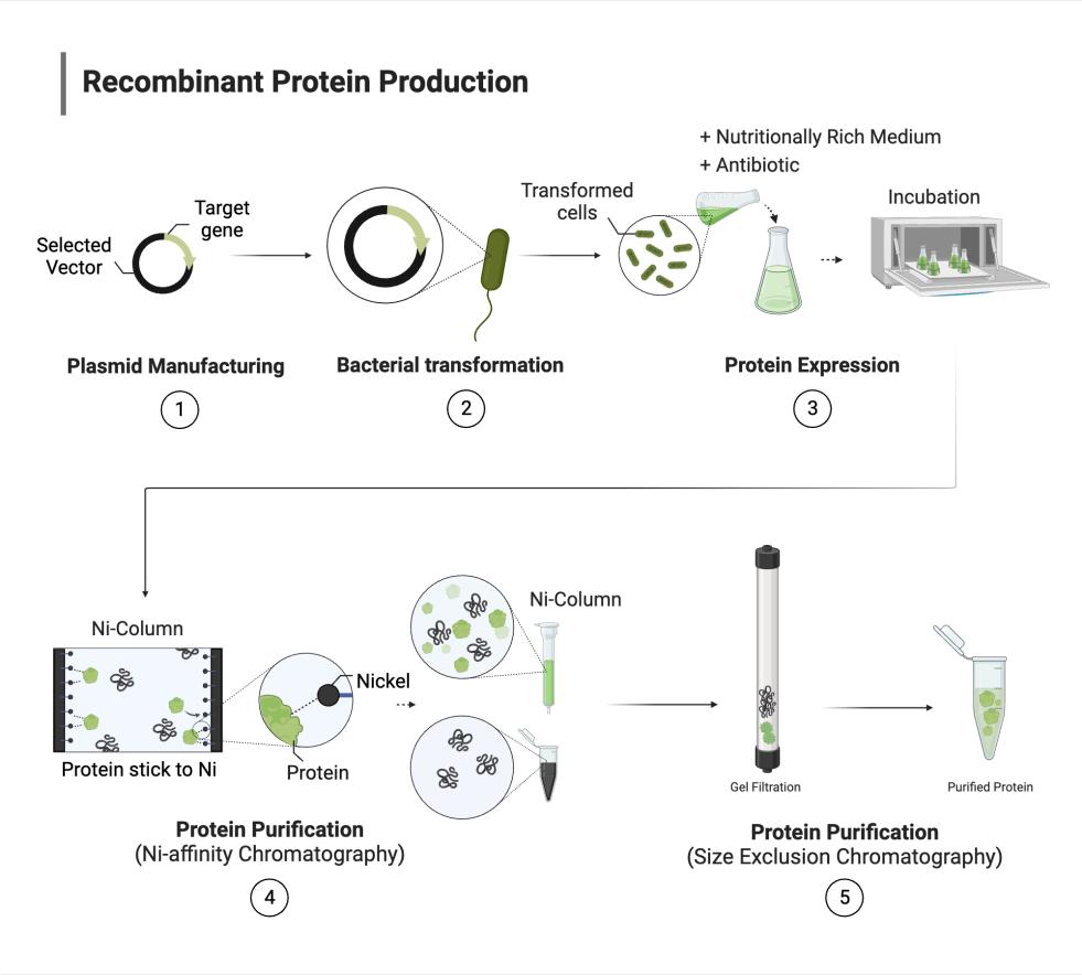 เครื่องแยกแม่เหล็กทําให้บริสุทธิ์โปรตีน