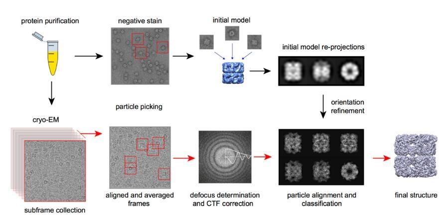 Cryo-EM: การแสดงภาพชีวโมเลกุลที่ความละเอียดใกล้เคียงกับอะตอม