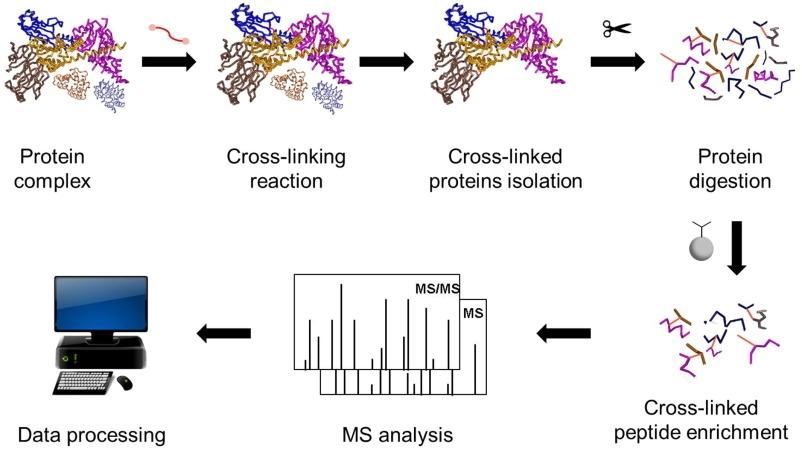 Cross-Linking MS สําหรับโปรตีนเชิงซ้อน