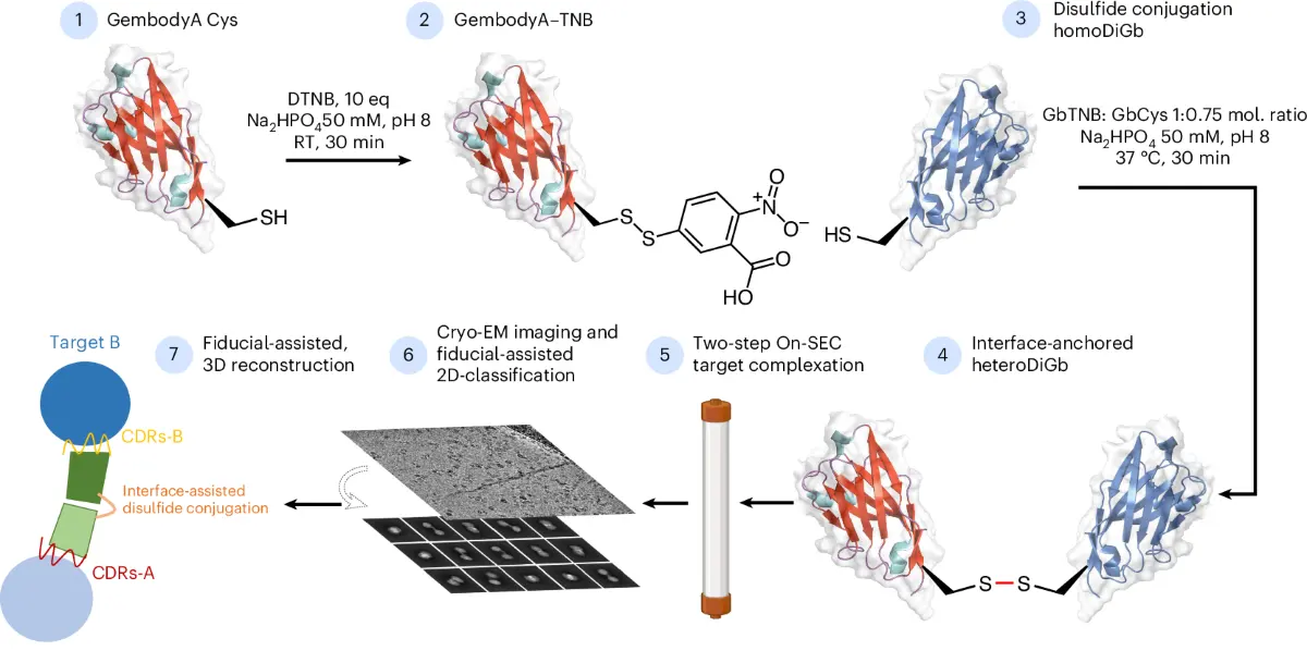 Cryo-EM ความละเอียดสูง