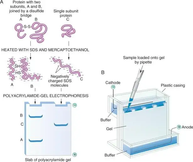 บัฟเฟอร์ที่ทํางานเร็วเป็นพิเศษสําหรับ RNA